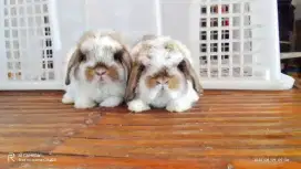 Kelinci jenis mini Holland lop HL