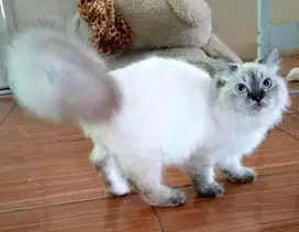 KUCING HIMALAYA MURAH