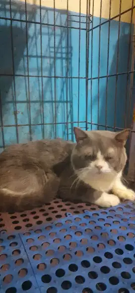 Jantan BSH BICOLOR DAN GOLDEN BSH SF PACAK