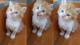 KITTEN RAS 2 BULAN