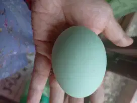 Telur asin imogiri