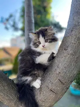 Kucing Persia Flatnose