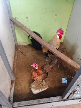 Indukan Ayam hutan jalak