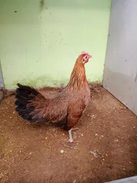 Betina ayam hutan