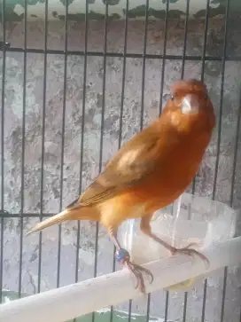 Jual burung kenari Ruben gacor mangkrang