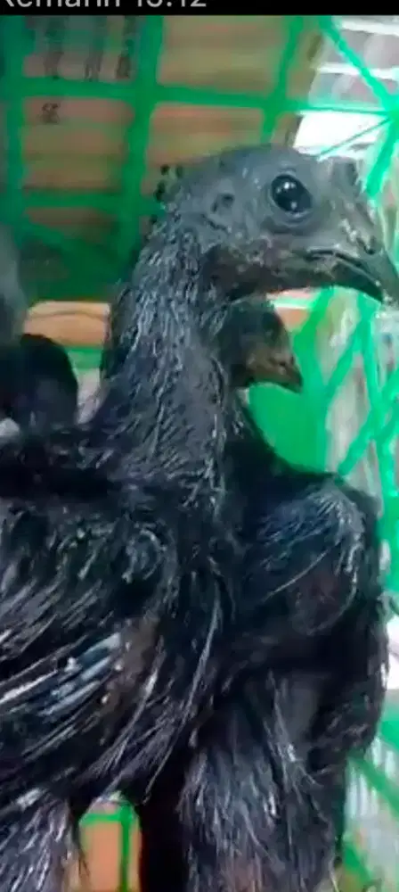 Sepasang Ayam Cemani Rajek Besi