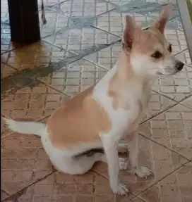 Doggy Mix Agak Mini