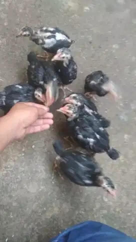 Anak ayam mangon silangan bangkok rad sajah