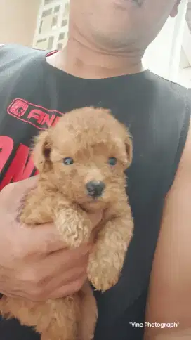 Toy Puppy Poodle Kualitas Good