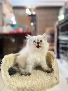 kucing kitten anakan persia anggora ragdoll himalaya mainecoon