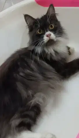 Mainecoon jantan
