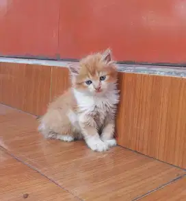 Lepas Adopsi KITTEN  PERSIA 2 BULAN
