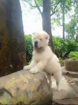Jual doggy cowcow