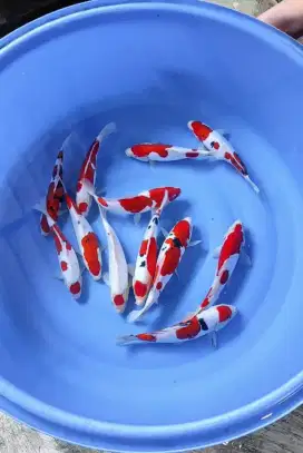 Koi Gosanke Doitsu Grade A  Paket 12ekor 25-30cm