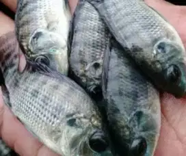 Benih Nila Nirwana 4 ukuran 2 dan 3 jari
