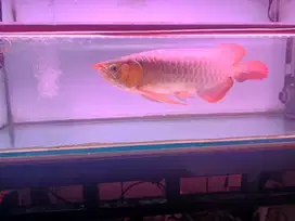 Arwana super red blue base