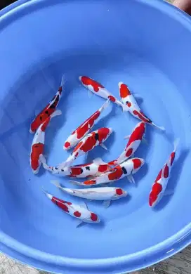 Koi Mix Gosanke Doitsu 25-30cm Paket 12ekor Grade A