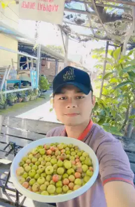 BUAH BIDARA ARAB/BUAH JUJUBE