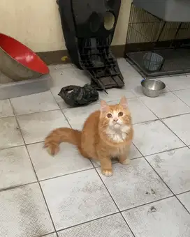 Kucing persia bulu tebel panjang