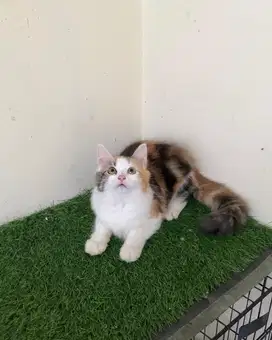Kucing persia longhair