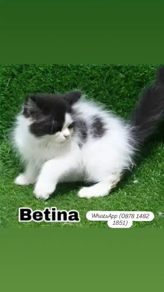 Adopsi berbagai jenis kucing