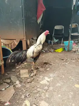 Ayam bangkok win 2x