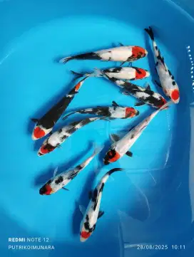 Ikan koi blitar
