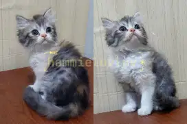 Kucing persia longhair calico
