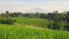 tanah luas kecil view sawah dan gunung dekat pantai di tabanan bali.