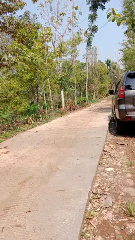 Dijual Kebun Wonosalam Jombang