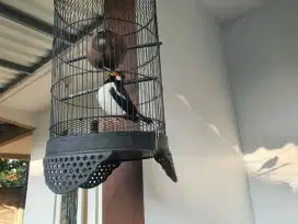 Jual burung jalak suren gacor