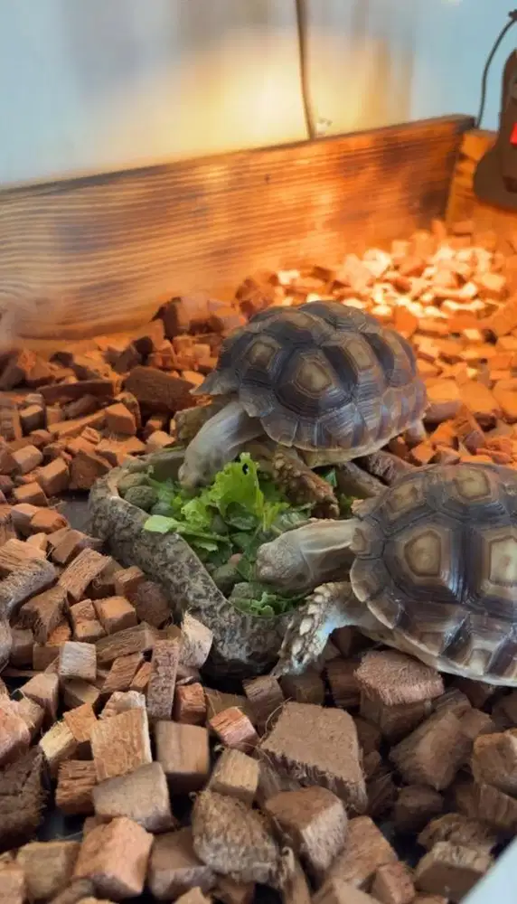 Kura Kura Sulcata