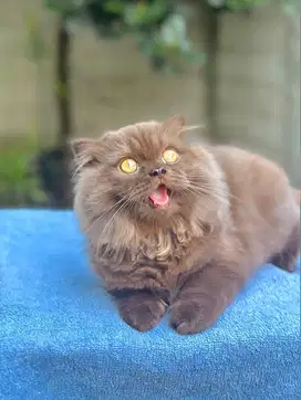 British cinnamon longhair