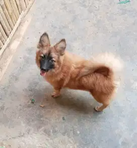Ganti Pakan anjing Pom Mix Herder