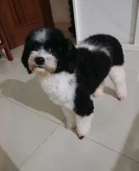 Anjing poodle betina