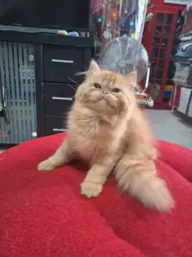 Juak kucing persia peaknose jantan umur 3 bln
