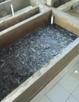 lele konsumsi/lele daging