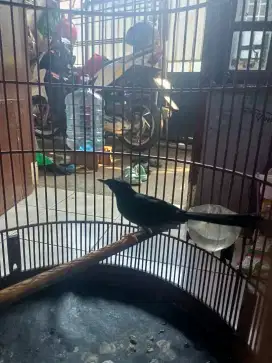Murai batu gacor