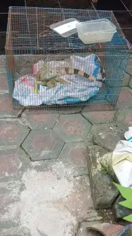 Iguana Columbia