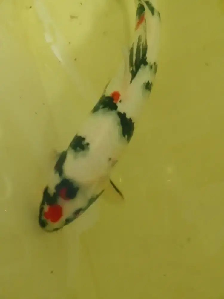 Ikan koi jenis Showa Kindai 53cm jantan pola warna strong