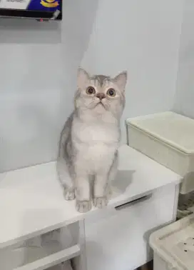 BRITISH SHORTHAIR / BSH SILVER BETINA