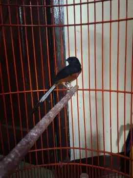 Murai batu non gembung