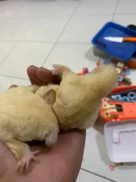 Sugar glider leukistik/jinak/sepasang/tupai terbang/sugar glider joey