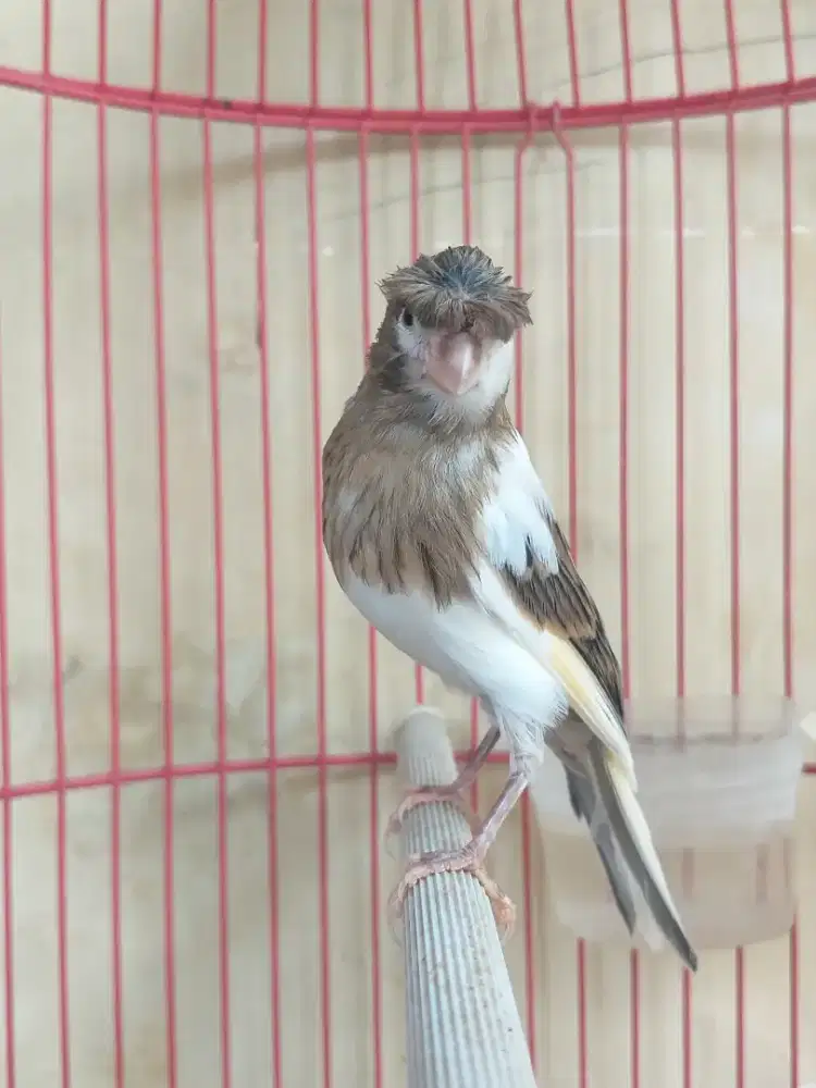 Kenari Spanish Timbrado x Gloster Corona Jantan