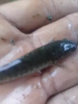 bibit ikan gabus