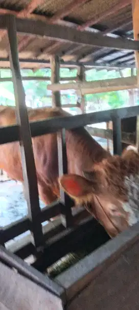 sapi limosin jantan dewasa