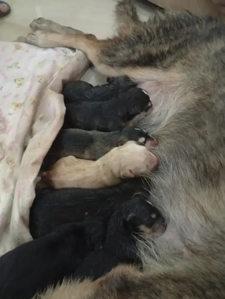 DIJUAL!!! (INDEN 2 BULAN) ANAK ANJING GOBERIAN PURE!!