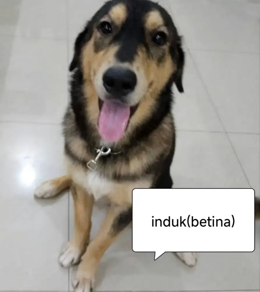 DIJUAL!!!  ANAK ANJING GOBERIAN PURE!!