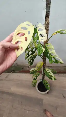 Janda bolong variegata / andansoni var