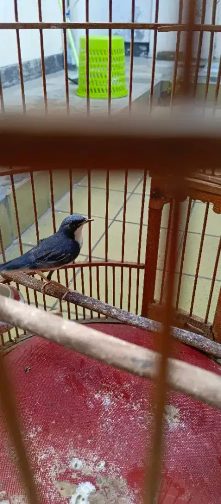 Siberian blue robin da males ngurus fulset